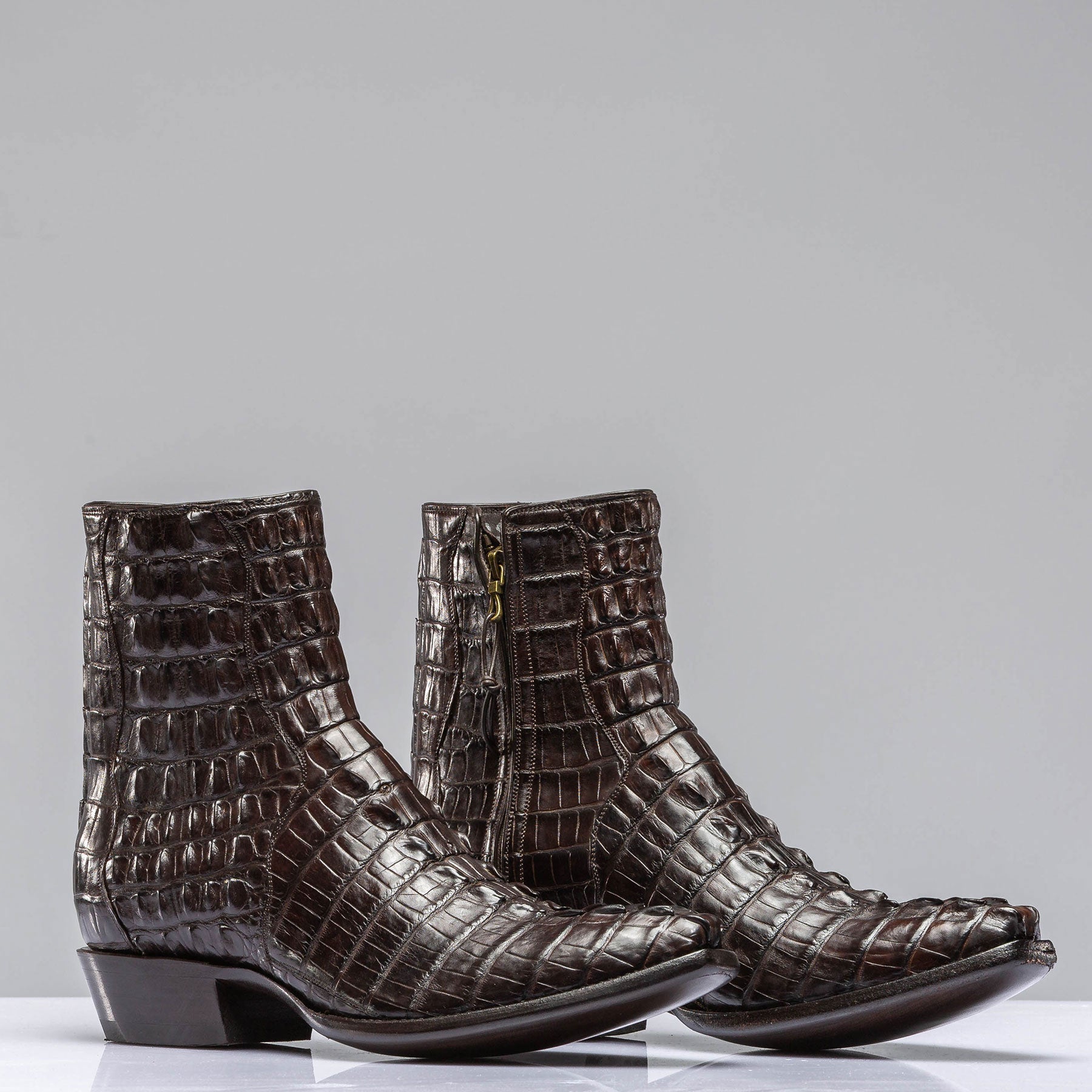 Chocolate Hornback Alligator Zorros